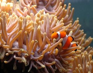 Reef HQ Great Barrier Reef Aquarium - Accommodation Kalgoorlie