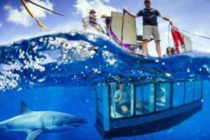 White Shark Tour with Optional Cage Dive from Port Lincoln - Accommodation Kalgoorlie